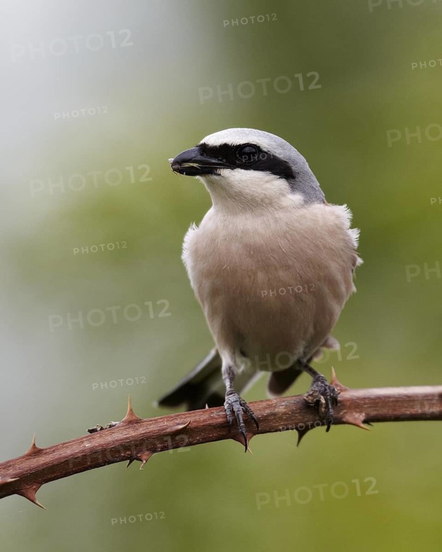 Red-backed Shrike (Lanius collurio) male, Mecklenburg-Western Pomerania, Germany
