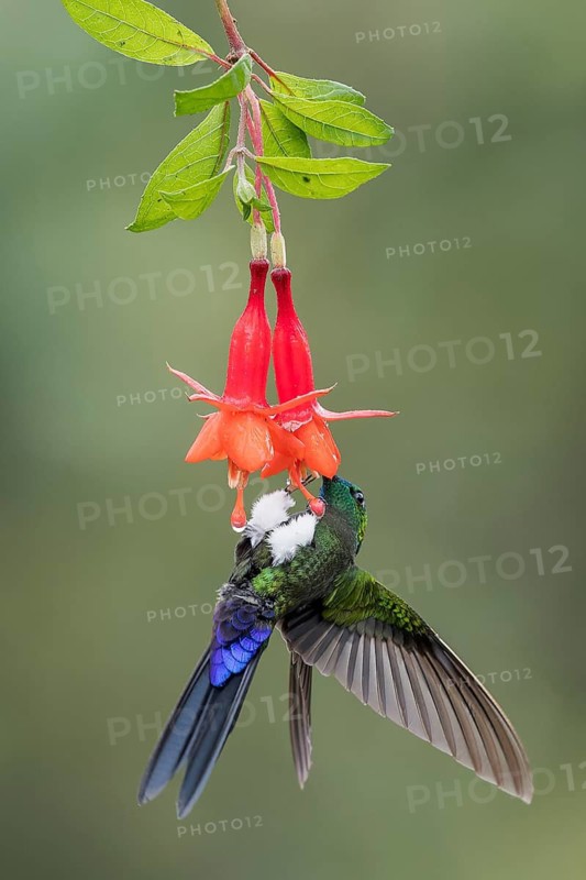 Saphire-vented Puffleg (Eriocnemis luciani) flying while feeding at a flower in the Andes Mountains in Ecuador