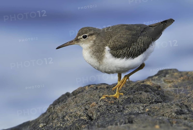 Spotted Sandpiper (Actitis macularius), British Columbia, Canada