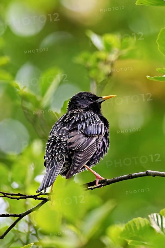 Starling (Sturnus vulgaris, sitting on a branch, Flachsee nature reserve, Reusstal, Freiamt, Canton Aargau, Switzerland