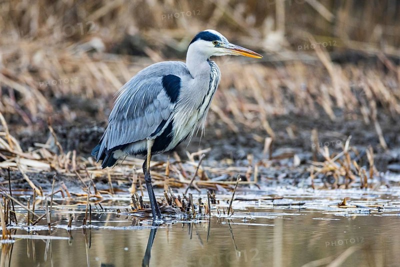 Grey heron (Ardea cinerea) Germany