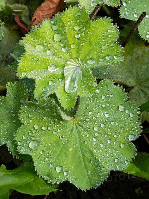 Lady's mantle (Alchemilla), plant leaves with water droplets, Hesse, Germany