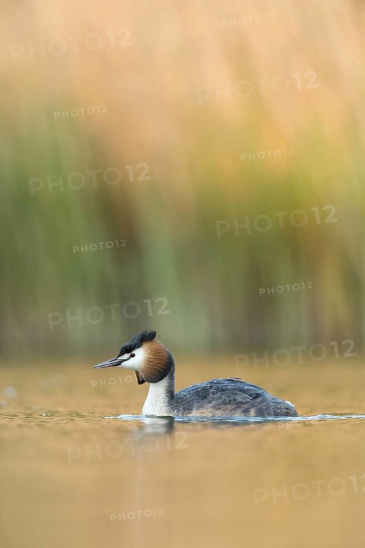 Great Crested Grebe (Podiceps cristatus), North Rhine-Westphalia, Germany