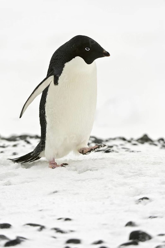 Adelie Penguin (Pygoscelis adeliae), Antarctica