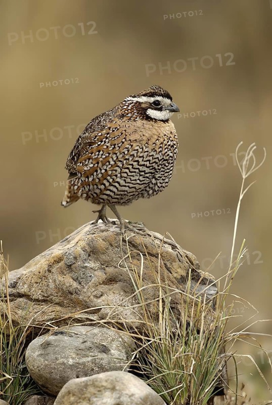 Northern Bobwhite (Colinus virginianus) male, Texas, USA