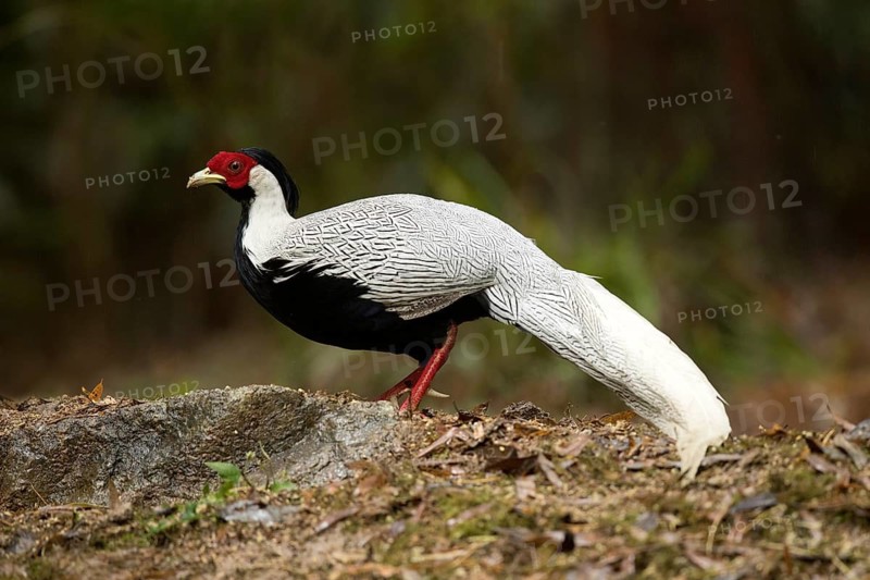 Silver Pheasant (Lophura nycthemera) male perched on the ground, Fujian, China