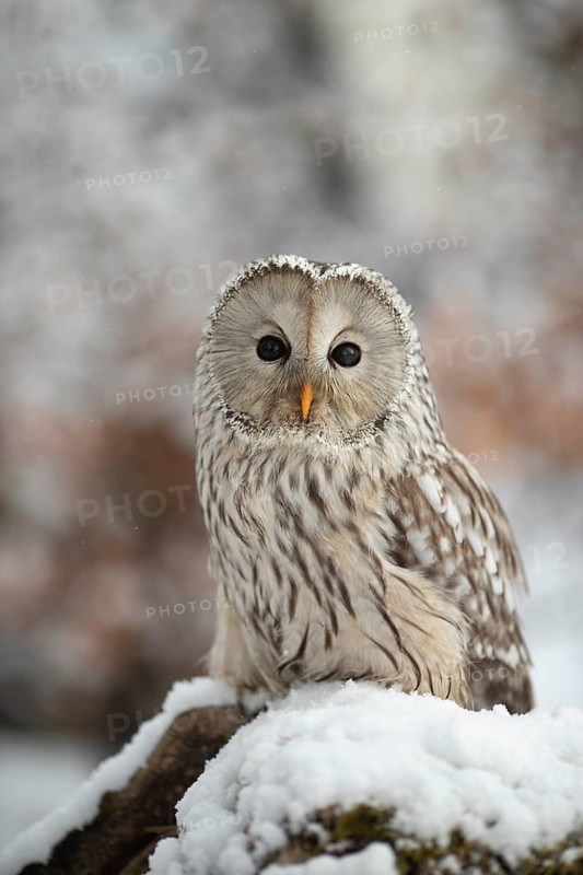Ural Owl (Strix uralensis), captive, Germany