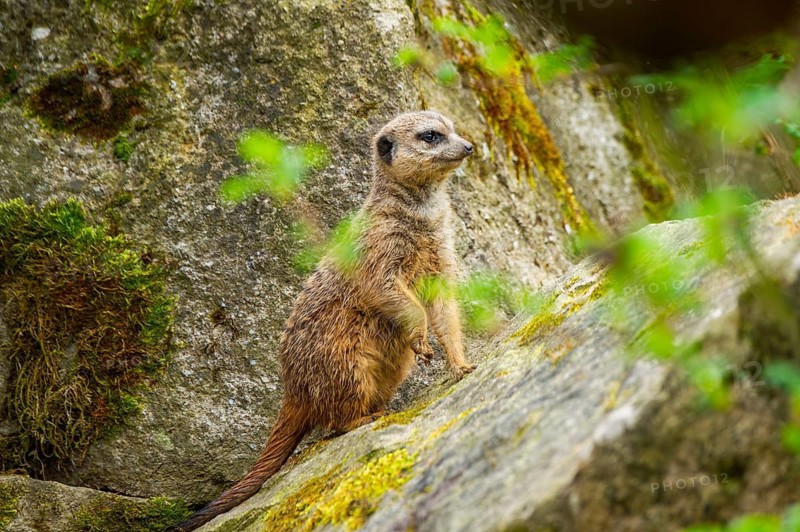 Meerkat (Suricata suricatta) standing on a rock looking around, curious, Germany