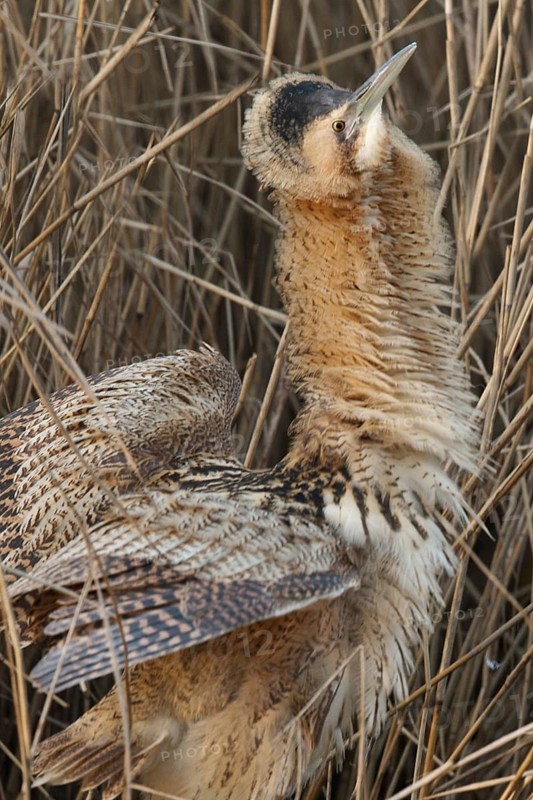 Eurasian Bittern (Botaurus stellaris), Hesse, Germany