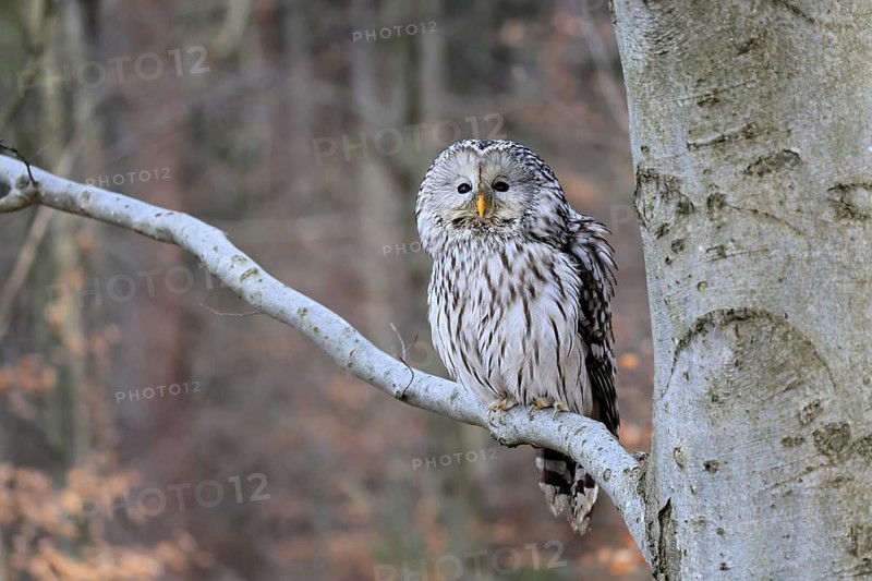 Hawk owl (Strix uralensis), adult, in winter, on tree, Bohemian Forest, Czech Republic, Europe, Germany