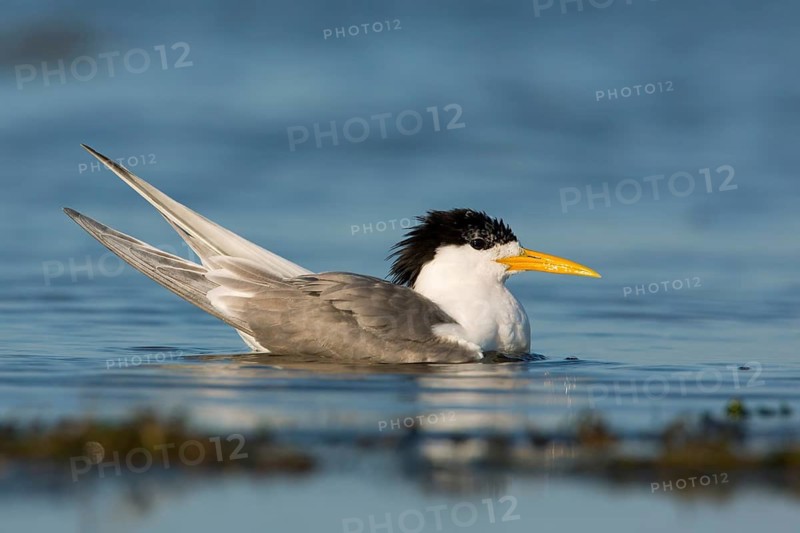 Greater Crested Tern (Thalasseus bergii), Victoria, Australia