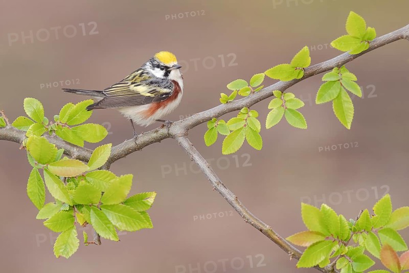 Chestnut-sided Warbler (Setophaga pensylvanica) perched on a branch, Texas, USA