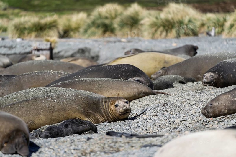 Southern elephant seal (Mirounga leonina), group of females and juveniles lying on shingle beach off tussock grass, Salisbury Plain, South Georgia
