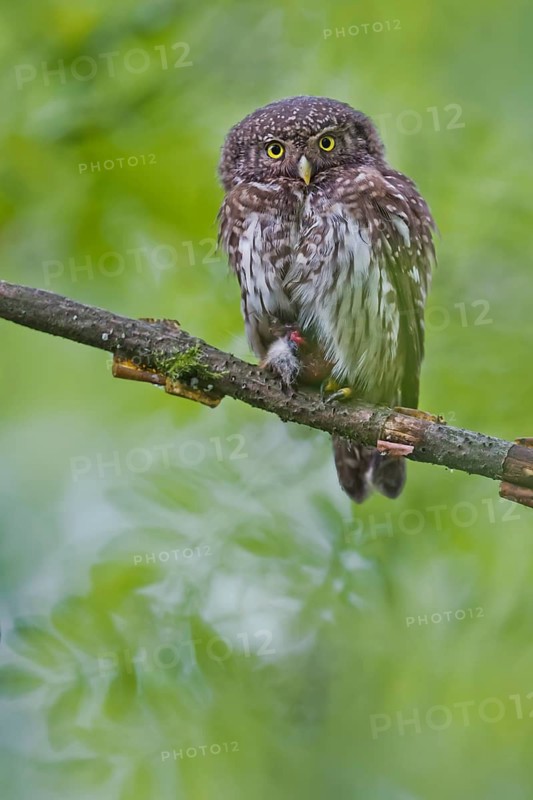 Eurasian Pygmy Owl (Glaucidium passerinum), Bavaria, Germany