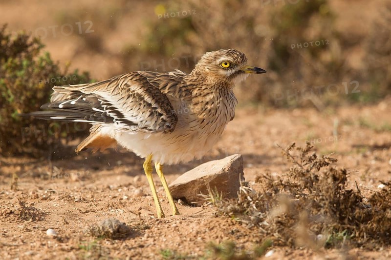 Eurasian Stone-curlew (Burhinus oedicnemus), Morocco