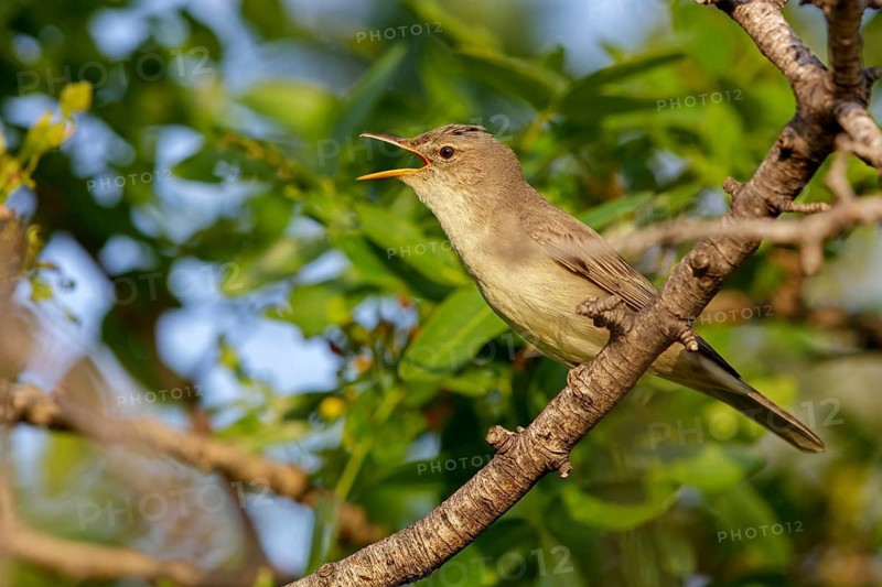 Olive warbler, (Hippolais olivetorum), animal, animals, bird, birds, biotope, habitat, perch, branch, twig, foraging, songbird, reed warbler family Lesvos, Greece