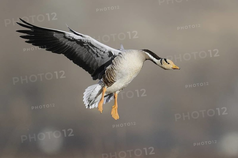 Bar-headed Goose (Anser indicus) flying, Tibet, China