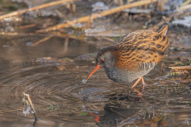 Water Rail (Rallus aquaticus) runs along the water's edge in a moor. The sun illuminates the landscape and birds search for food. Bas Rhin, Alsace, France