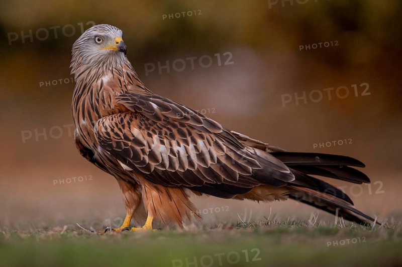 Red kite (Milvus milvus), on the ground, Catalonia, Spain