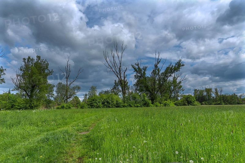Wisenlandschaft, Schrobenhausen, Upper Bavaria, Germany
