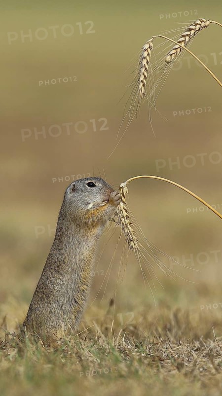 European ground squirrel (Spermophilus citellus) eating barley ear, Lake Neusiedl National Park, Burgenland, Austria