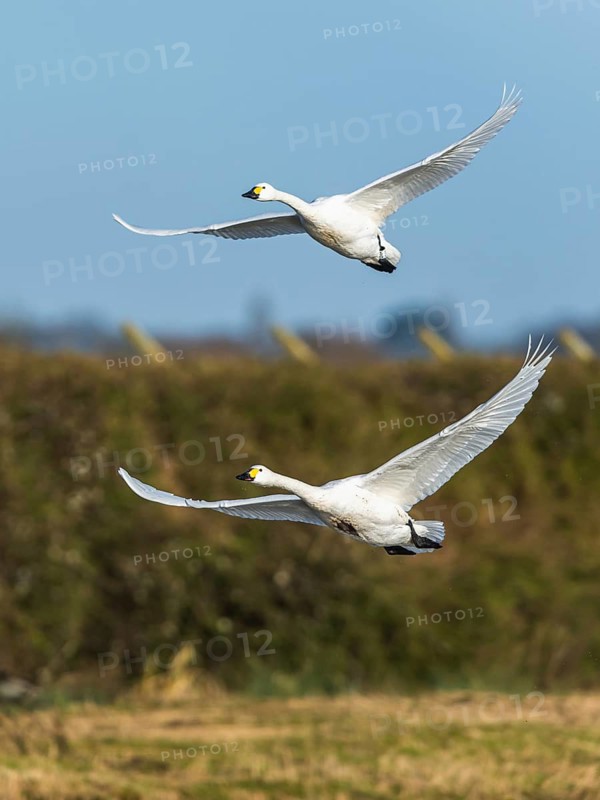 Tundra Swan, Bewick's Swan, Cygnus columbianus in flight at winter in Slimbridge, England, United Kingdom