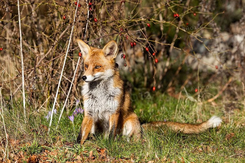 Young red fox (Vulpes vulpes) on the grounds of the Freie Universität Berlin, Dahlem, Zehlendorf, Berlin, Germany