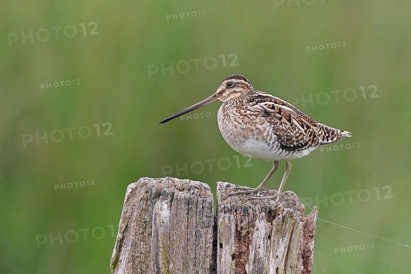 Snipe (Gallinago gallinago), standing on fence post of a pasture, on moorland, snipe birds, wildlife, nature photography, Ochsenmoor, Naturpark Dümmer See, Hüde, Lower Saxony, Germany