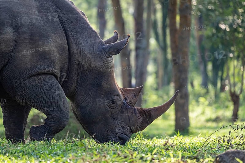 Southern white rhinoceros (Ceratotherium simum simum), Ziwa Rhino Sanctuary, Uganda