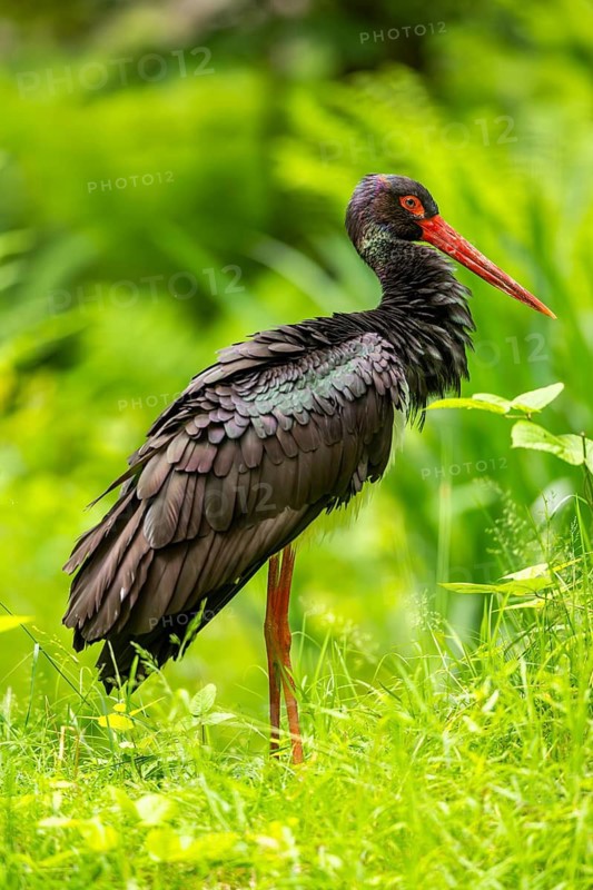 Black stork (Ciconia nigra) standing on a meadow, Bavaria, Germany