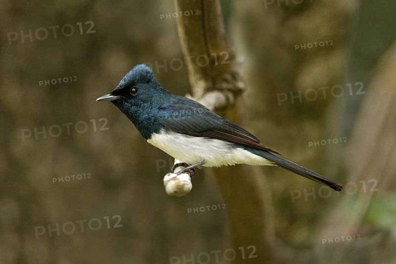Satin Flycatcher (Myiagra cyanoleuca) male, Tasmania, Australia