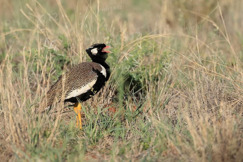 White-winged Bustard (Afrotis afraoides), adult, male, calling, courtship display, Mokala National Park, South Africa