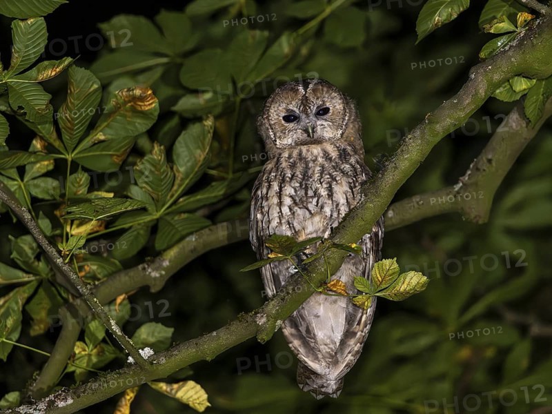 Tawny owl (Strix aluco), Westend Nord, Frankfurt am Main, Hesse, Germany