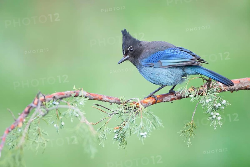 Steller's Jay (Cyanocitta stelleri) perched on a branch, Colorado, USA