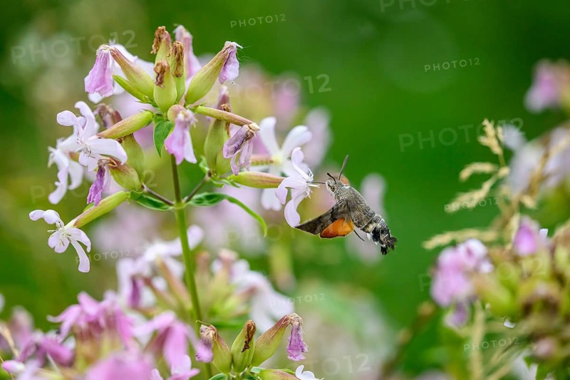 A dove tail (Macroglossum stellatarum) flies near pink flowers of soapwort (Saponaria officinalis) in a lively and spring-like environment, Dümmerniederung, Diepholzer Moorniederung, Lower Saxony, Germany