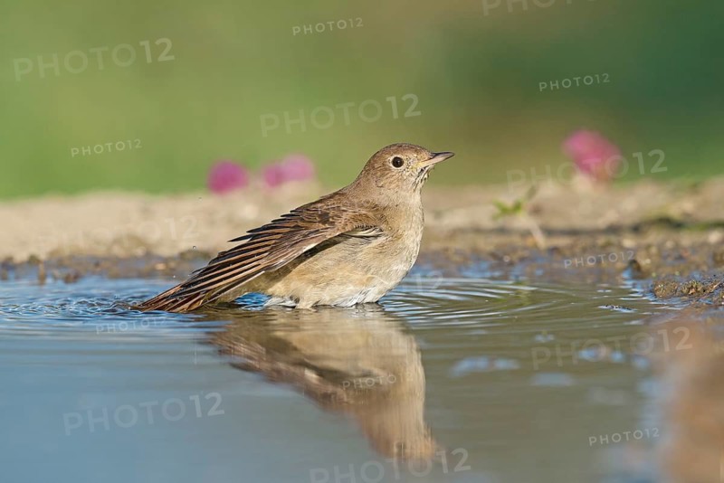 Common Nightingale (Luscinia megarhynchos) standing in water, Aosta Valley, Italy
