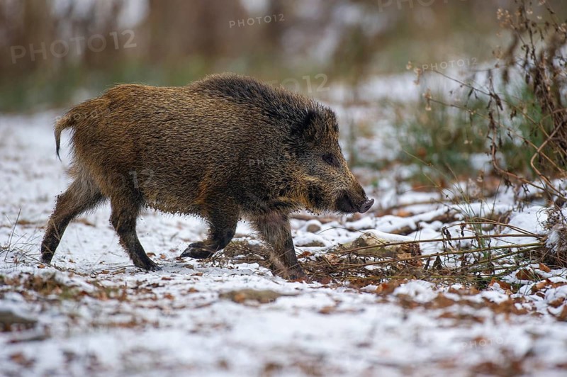 Wild boar (Sus scrofa) in the winer in the snow, young boar, Teutoburg Forest, Melle, Lower Saxony, Germany