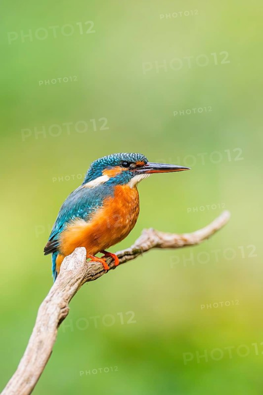 Common kingfisher (Alcedo atthis) sitting on an old wooden branch in late summer, wildife, Bavaria, Germany