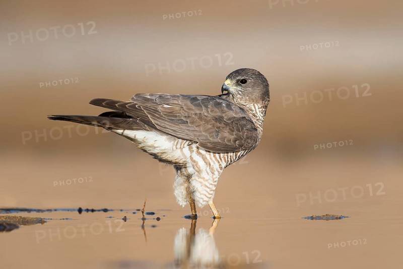 Levant Sparrowhawk (Accipiter brevipes) female, Eilat, Israel