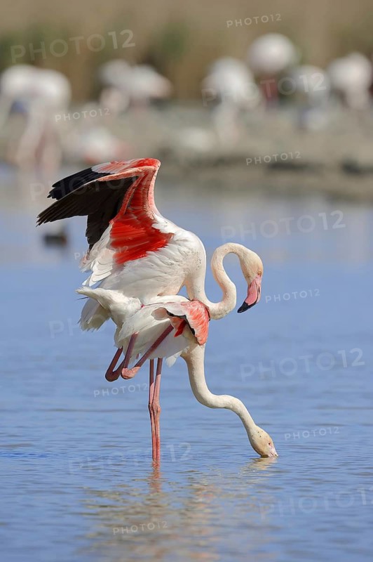 Greater flamingo (Phoenicopterus roseus), pair copulating, Camargue, Provence, southern France
