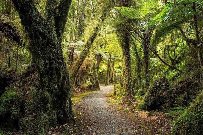 Hiking trail through a wooded landscape with ferns and mosses. Minnehaha Walk, Fox Glacier Area, Westland Tai Poutini National Park, West Coast, South Island, New Zealand