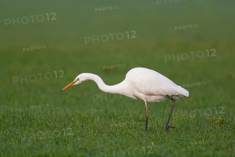 Great Egret (Ardea alba) foraging, North Rhine-Westphalia, Germany