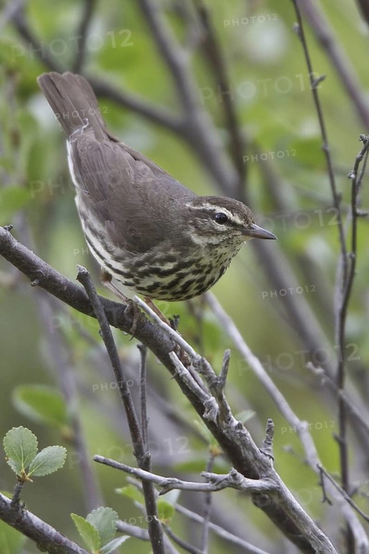 Northern Waterthrush (Parkesia noveboracensis), Manitoba, Canada