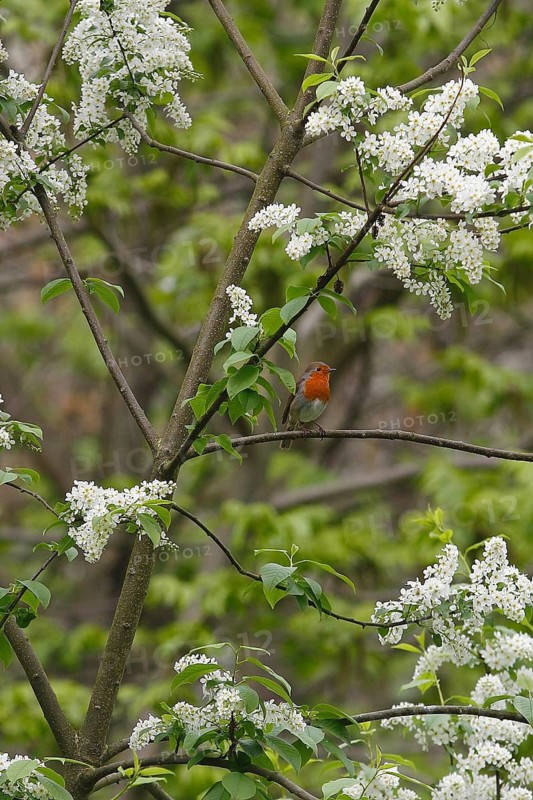 Robin (Erithacus rubecula) sitting on a branch of a common European Bird Cherry (Prunus padus), North Rhine-Westphalia, Germany