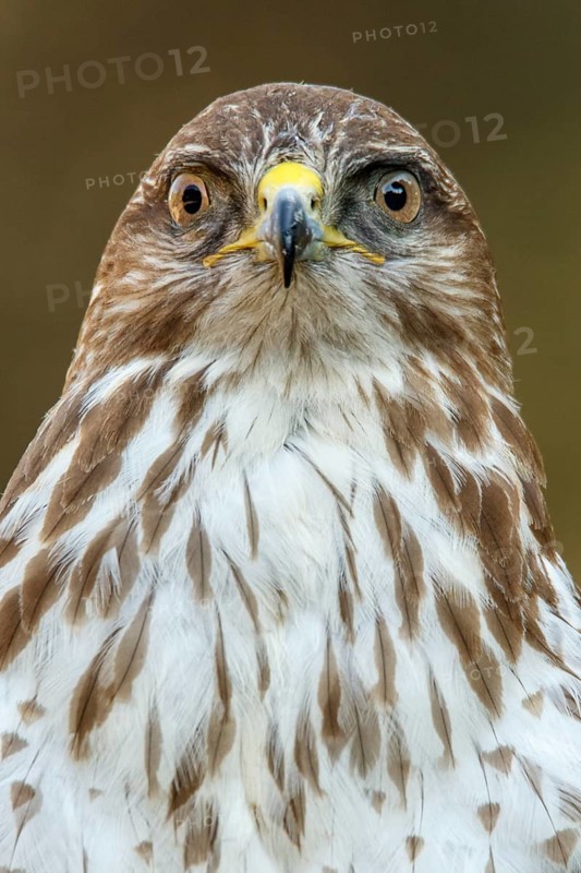 Common Buzzard (Buteo buteo), portrait, Castile and Leon, Spain
