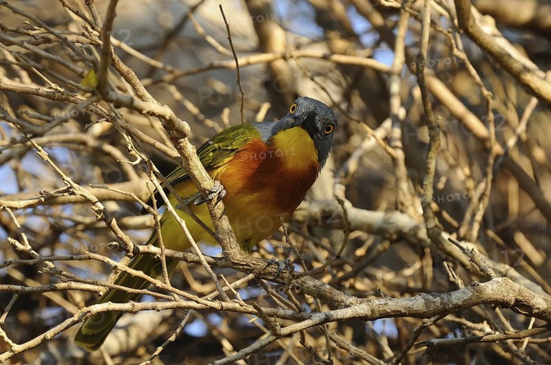 Grey-headed Bushshrike (Malaconotus blanchoti), Tsavo East National Park, Kenya