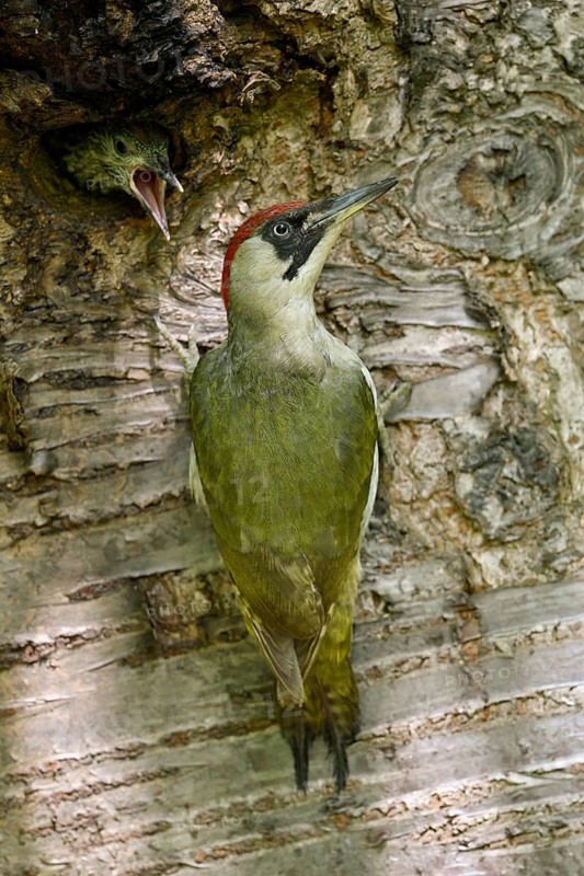 European Green Woodpecker (Picus viridis) female climbing tree trunk, North Rhine-Westphalia, Germany