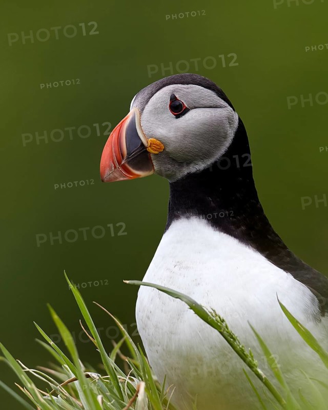 Atlantic Puffin (Fratercula arctica) perched on cliff, Kalsoy, Faroe Islands