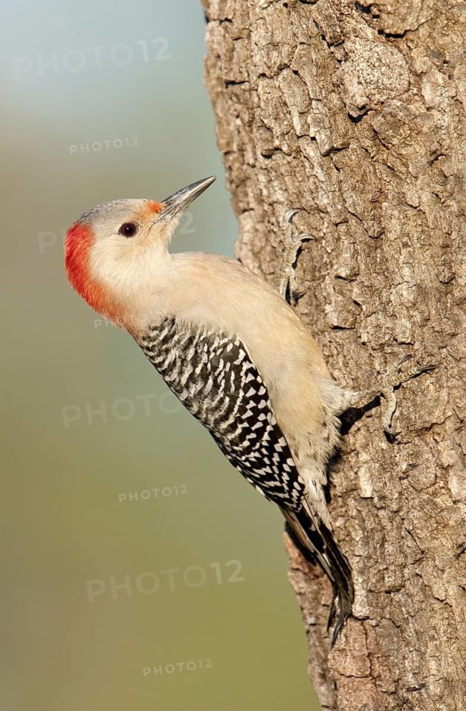Red-bellied Woodpecker (Melanerpes carolinus), Texas, USA