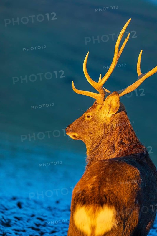 Portrait of a Dibowsky stag at sunrise, Cervus nippon hortulorum